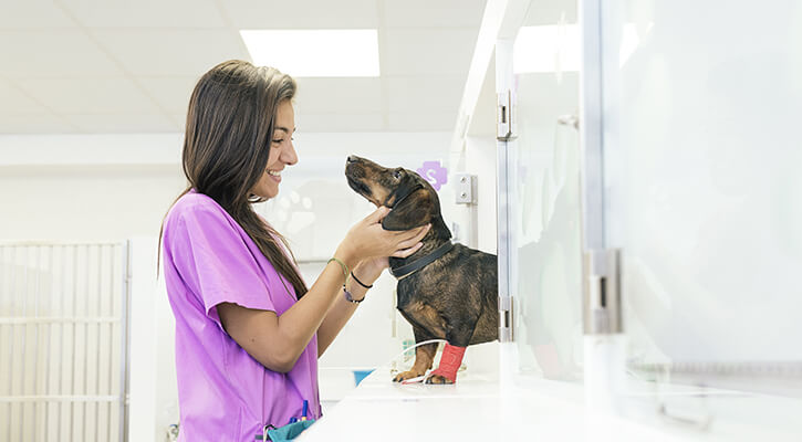 Emergency hospital for animals sales near me